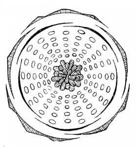 555px-Rosa_tomentosa_flowerdiagram